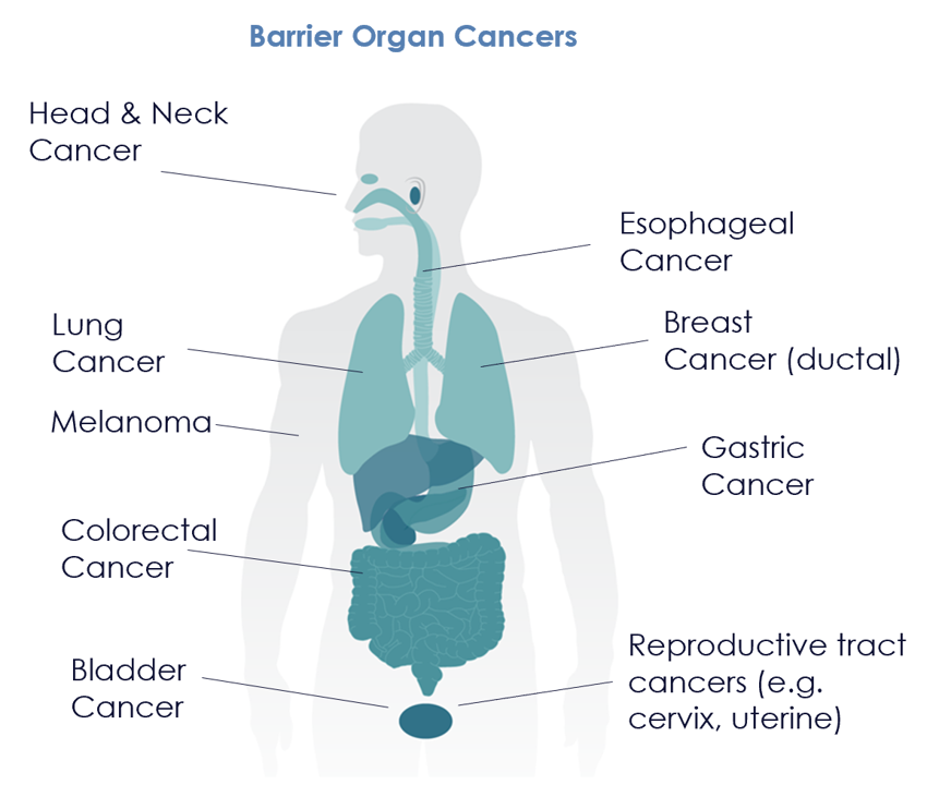 Barrier Organ Cancers TLSs